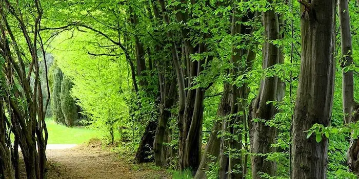 جنگل سرسبز و بکر روستای بونده محمودآباد 51435415647603