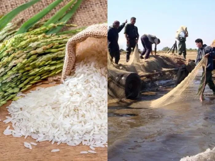 فعالیت های اقتصادی مردم محمودآباد؛ ماهیگیری و کاشت برنج 413541564152415