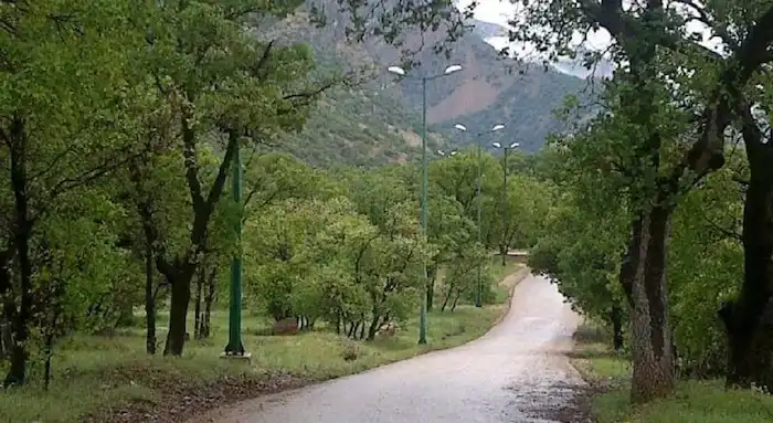 مسیر رسیدن به پارک جنگلی تشبندان محمودآباد پر شده از درختان بلوط و راش 25745415475688