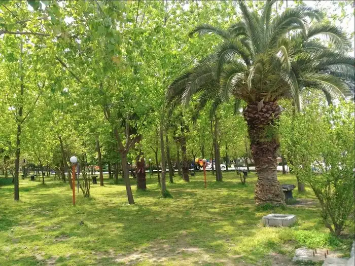درختان سرسبز و تنومند نخل در پارک ملت محمودآباد 748674565240