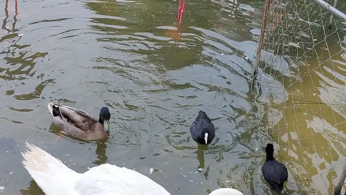 اردک ها در حال شنا در باغ پرندگان فریدونکنار 435565656