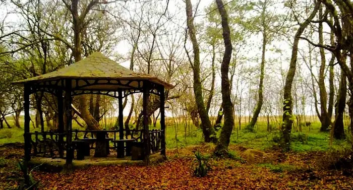 آلاچیق چوبی پوشیده از برگ های پاییزی در اطراف روستای بیشه کلا 5415154531432