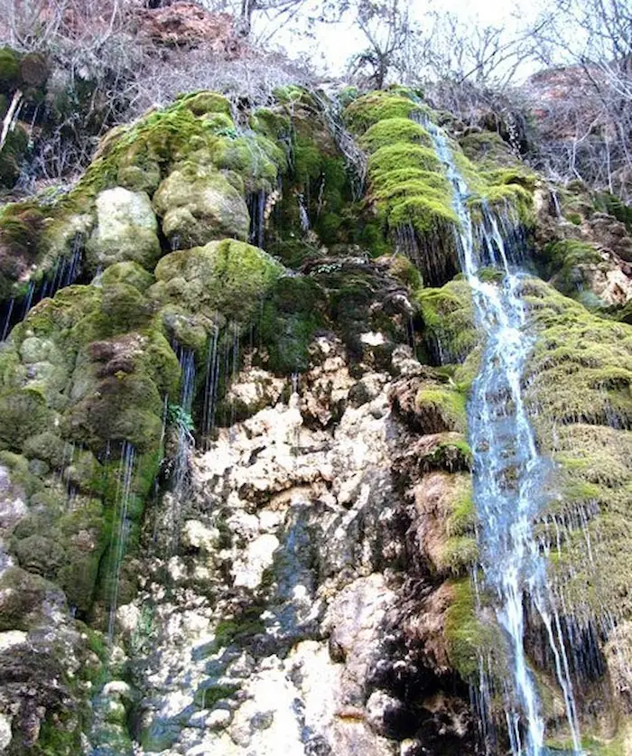گلسنگ های خزه بسته در صخره های آبشار کپ روستای ملاکلا 6541658415