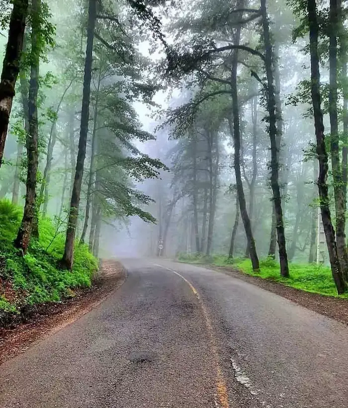 جاده زیبا مه آلود در کنار درختان سرسبز در مسیر روستای جزین 74874651