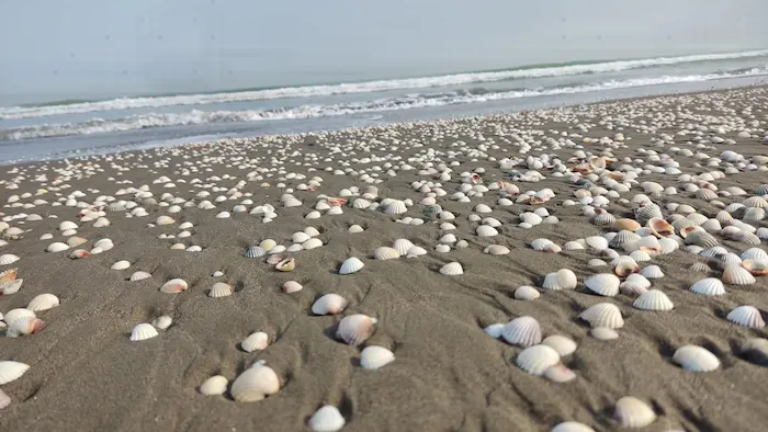 صدف های ساحلی سرخرود در مازندران 789764