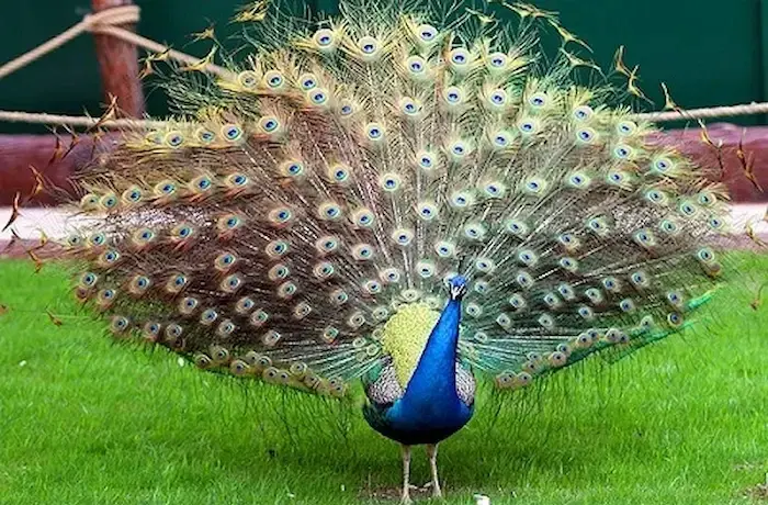 طاووس باغ پرندگان فریدونکنار مازندران 4156416