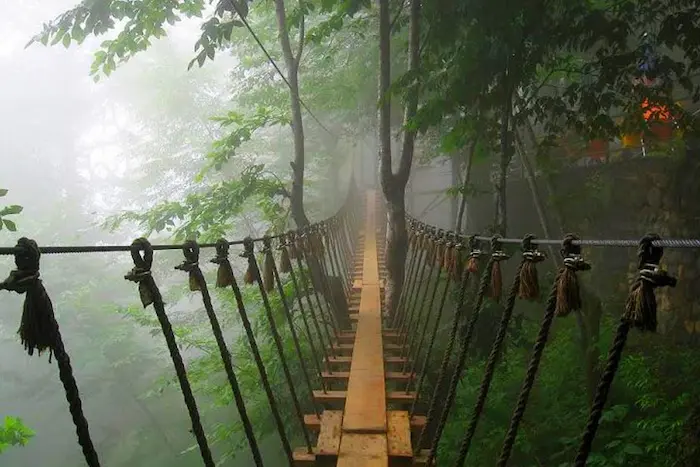 پل چوبی در میان جنگل نمک آبرود مازندران 561454 
