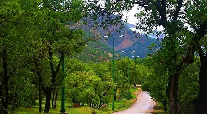 درختان سرسبز در کنار جاده در روستای خشت سر محمودآباد 45968768