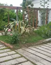 محوطه سنگ فرش شده و باغچه سرسبز حیاط خانه روستایی در ملاکلا